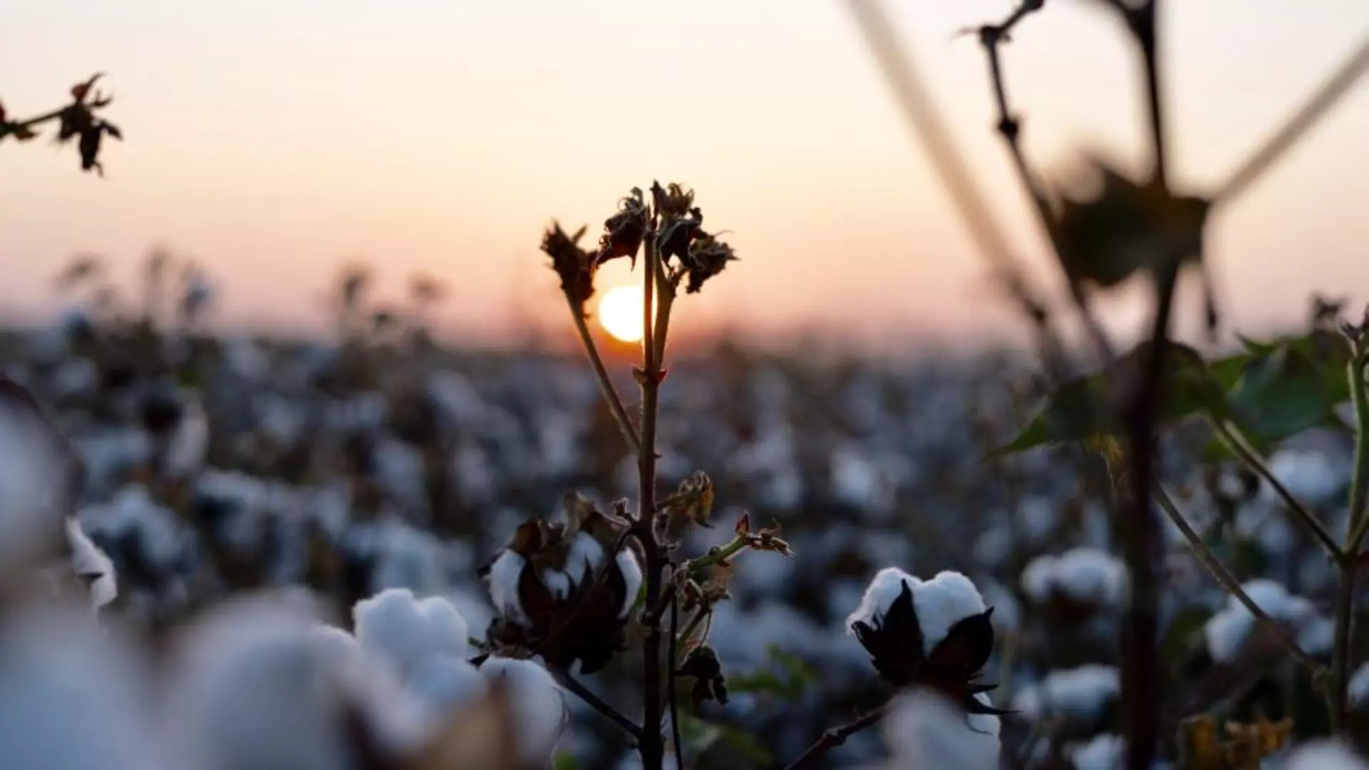 Cotton Background