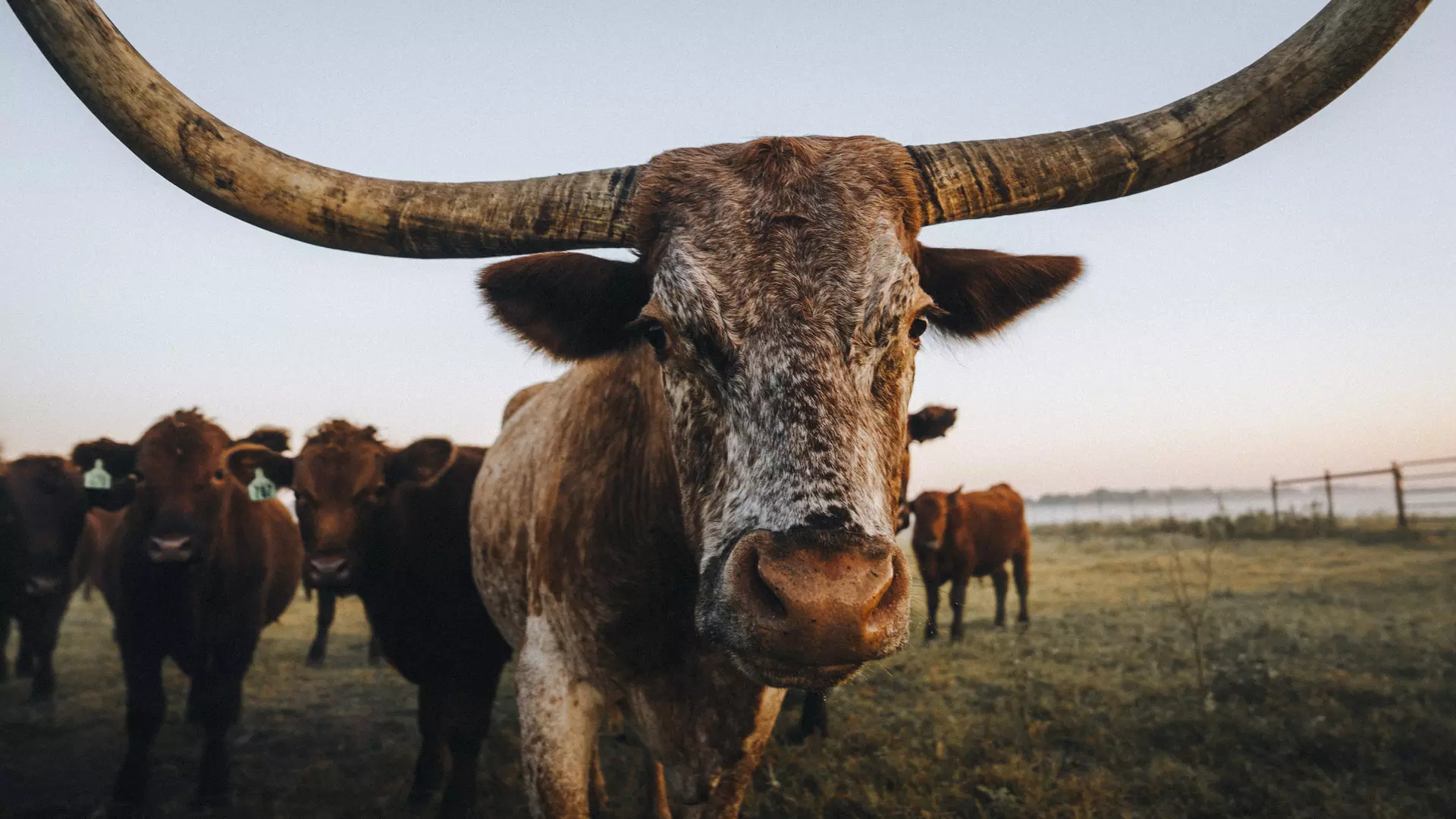 Longhorn