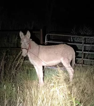 CR 2020 impounded donkey